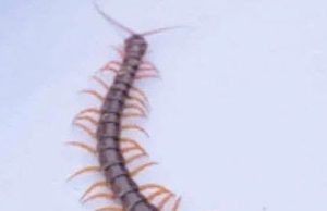 This is what it means to find a centipede in the house