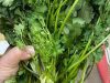 Doctors reveal that eating coriander causes …