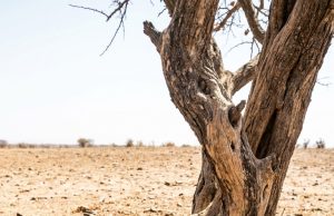 The Story of an Unbreakable Love and the Power of Compassion