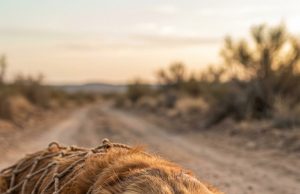 They Left Her Trapped to D.ie… And What Her Puppy Did Surprised Everyone… They left her trapped.